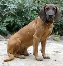 COPOI BAVAREZ PENTRU MUNTE